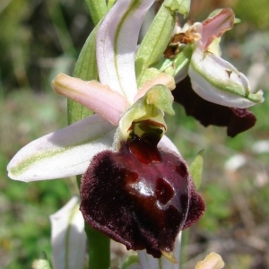 Photographie n°283807 du taxon Ophrys morisii (Martelli) Soó [1931]