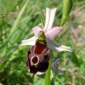 Photographie n°283815 du taxon Ophrys morisii (Martelli) Soó [1931]