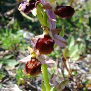 Photographie n°283816 du taxon Ophrys morisii (Martelli) Soó [1931]