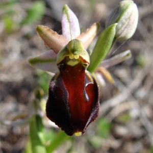 Photographie n°283817 du taxon Ophrys morisii (Martelli) Soó [1931]