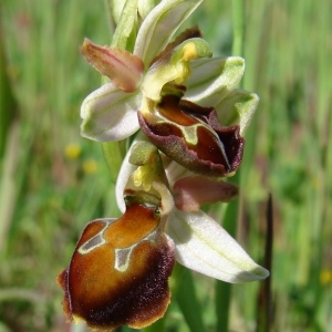 Photographie n°283819 du taxon Ophrys morisii (Martelli) Soó [1931]