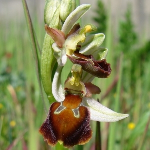 Photographie n°283820 du taxon Ophrys morisii (Martelli) Soó [1931]
