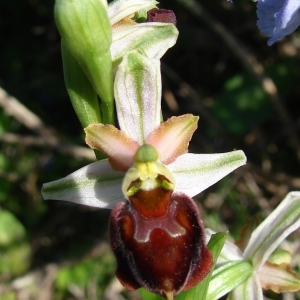  - Ophrys morisii (Martelli) Soó [1931]