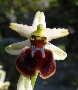 Paul Fabre, le  1 avril 2011 (Bonifacio)