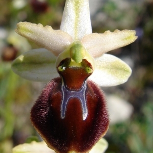  - Ophrys panormitana subsp. praecox (Corrias) Paulus & Gack [1995]