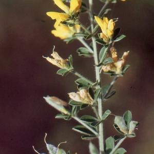 Photographie n°283842 du taxon Genista monspessulana (L.) L.A.S.Johnson [1962]