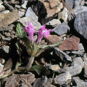 Photographie n°283847 du taxon Galeopsis pyrenaica Bartl. [1848]