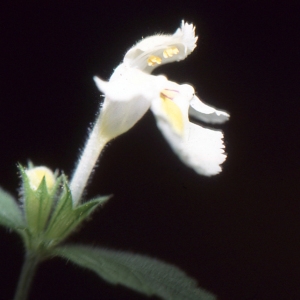 Photographie n°283848 du taxon Galeopsis x wirtgenii F.Ludw. [1877]