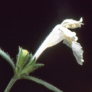 Photographie n°283849 du taxon Galeopsis x wirtgenii F.Ludw. [1877]