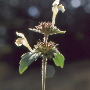 Photographie n°283850 du taxon Galeopsis x wirtgenii F.Ludw. [1877]