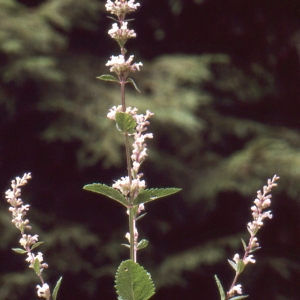 Photographie n°283861 du taxon Nepeta nuda L. [1753]