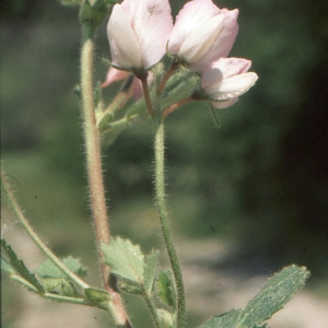 Photographie n°283871 du taxon Ononis rotundifolia L. [1753]