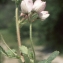  Liliane Roubaudi - Ononis rotundifolia L. [1753]
