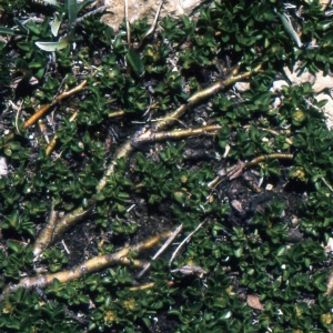 Photographie n°283882 du taxon Salix serpyllifolia Scop. [1772]