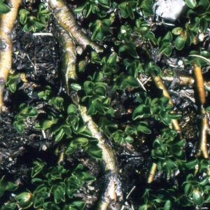 Photographie n°283883 du taxon Salix serpyllifolia Scop. [1772]