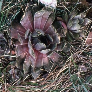 Photographie n°283887 du taxon Sempervivum tectorum L. [1753]