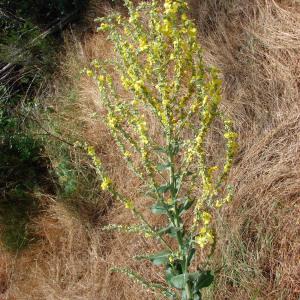 Photographie n°283913 du taxon Verbascum lychnitis L. [1753]