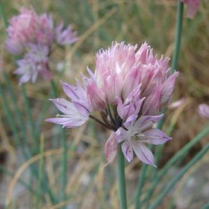 Photographie n°283917 du taxon Allium schoenoprasum L. [1753]