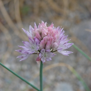  - Allium schoenoprasum L. [1753]