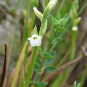 Photographie n°283927 du taxon Spiranthes aestivalis (Poir.) Rich. [1817]