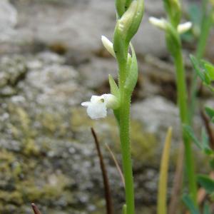 Photographie n°283931 du taxon Spiranthes aestivalis (Poir.) Rich. [1817]