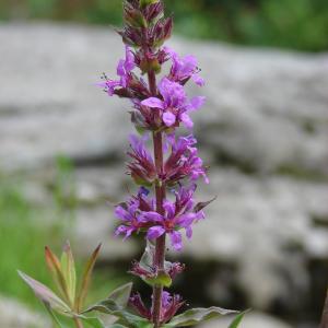 Photographie n°283933 du taxon Lythrum salicaria L.