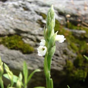 Photographie n°283935 du taxon Spiranthes aestivalis (Poir.) Rich. [1817]