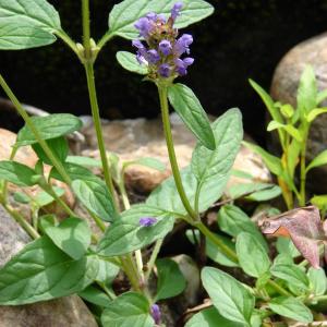 Photographie n°283942 du taxon Prunella vulgaris L. [1753]