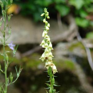 Photographie n°283944 du taxon Digitalis lutea L. [1753]