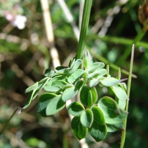 Photographie n°284007 du taxon Thalictrum tuberosum L. [1753]