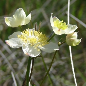 Photographie n°284008 du taxon Thalictrum tuberosum L. [1753]