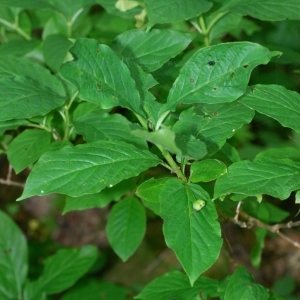 Photographie n°284034 du taxon Lonicera alpigena L. [1753]