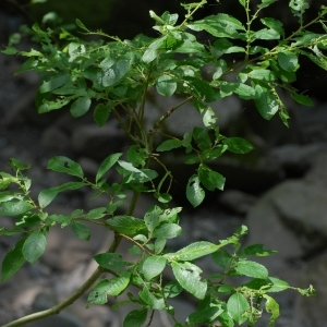 Photographie n°284039 du taxon Salix appendiculata Vill. [1789]