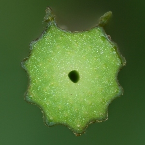 Photographie n°284040 du taxon Petasites hybridus (L.) G.Gaertn., B.Mey. & Scherb. [1801]