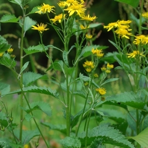 Photographie n°284042 du taxon Senecio alpinus (L.) Scop. [1772]