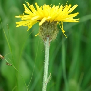 Photographie n°284054 du taxon Crepis pontana (L.) Dalla Torre [1882]