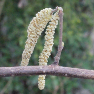 Photographie n°284071 du taxon Corylus avellana L.