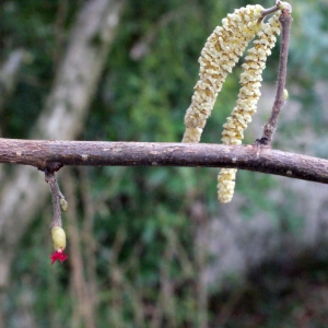 Photographie n°284072 du taxon Corylus avellana L.