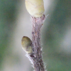 Photographie n°284075 du taxon Corylus avellana L.