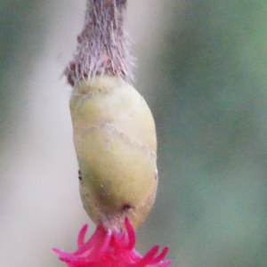 Photographie n°284076 du taxon Corylus avellana L.