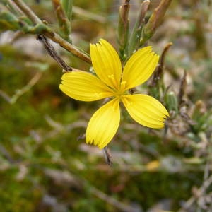 Photographie n°284130 du taxon Lactuca viminea (L.) J.Presl & C.Presl [1819]