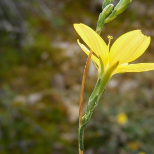 Photographie n°284131 du taxon Lactuca viminea (L.) J.Presl & C.Presl [1819]