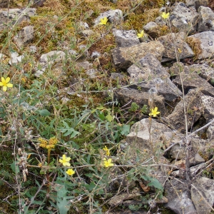 Photographie n°284133 du taxon Lactuca viminea (L.) J.Presl & C.Presl [1819]