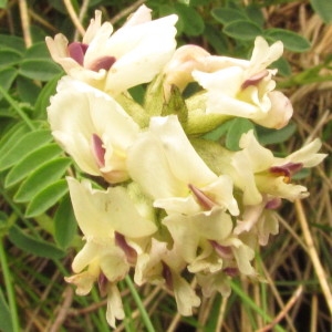 Photographie n°284134 du taxon Astragalus australis f. australis