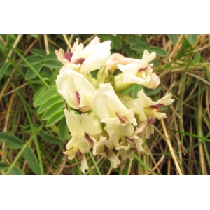 Astragalus australis (L.) Lam. var. australis (Astragale du Sud)