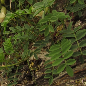 Photographie n°284135 du taxon Astragalus australis f. australis