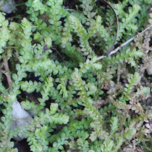 Selaginella helvetica (L.) Spring (Sélaginelle de Suisse)