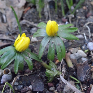 Photographie n°284170 du taxon Eranthis hyemalis (L.) Salisb. [1807]