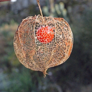  - Physalis alkekengi L. [1753]