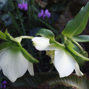 Photographie n°284188 du taxon Helleborus L. [1753]